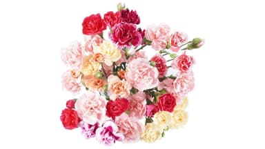 Fresh-cut Mini Carnation Flower Bouquet